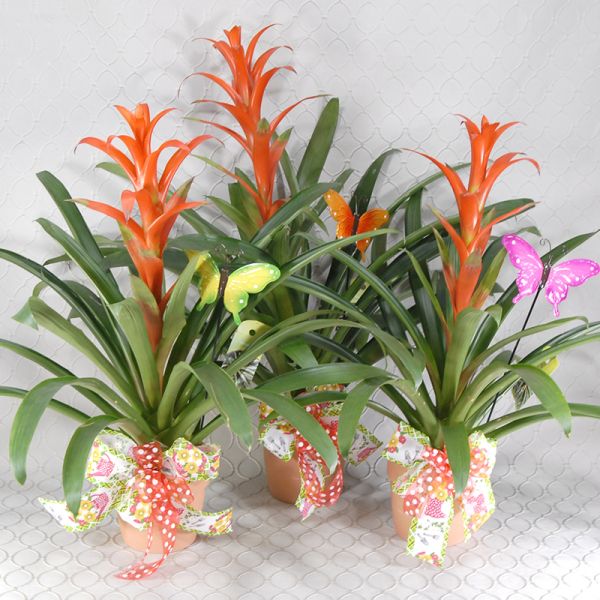 Bromeliad Plant #2006