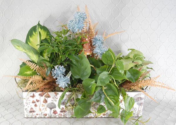 Dish Garden #1358