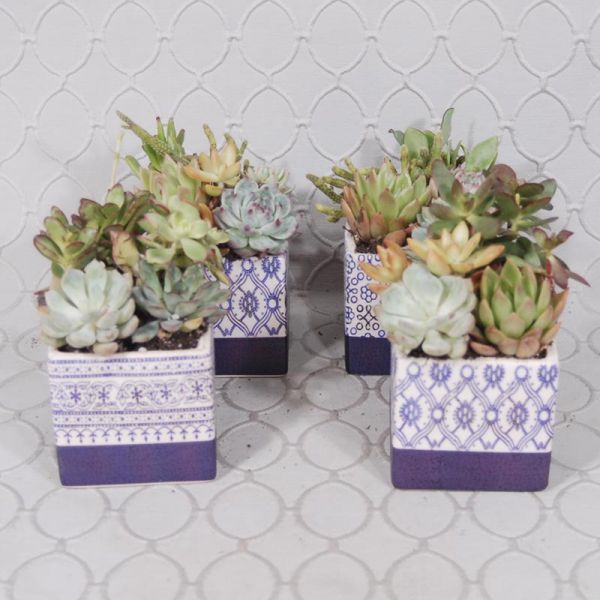 Succulent pot #3538