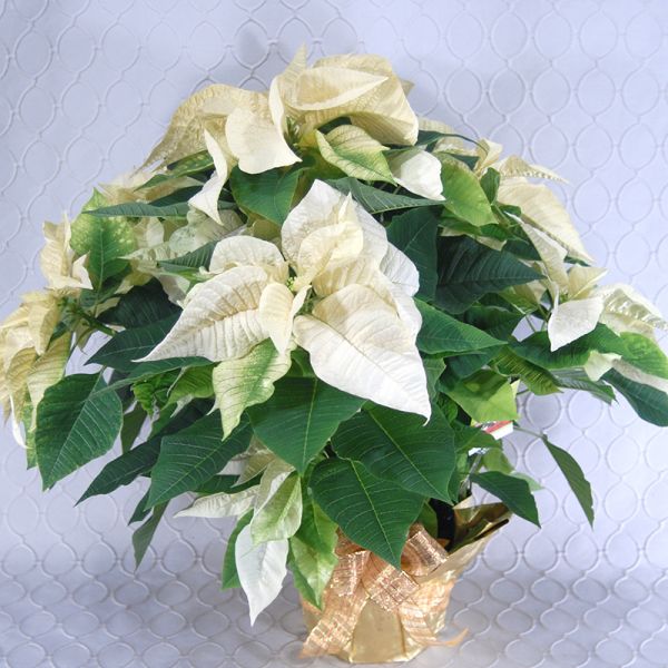White Poinsettia  #2896
