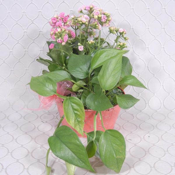 Blooming Dish Garden #2987