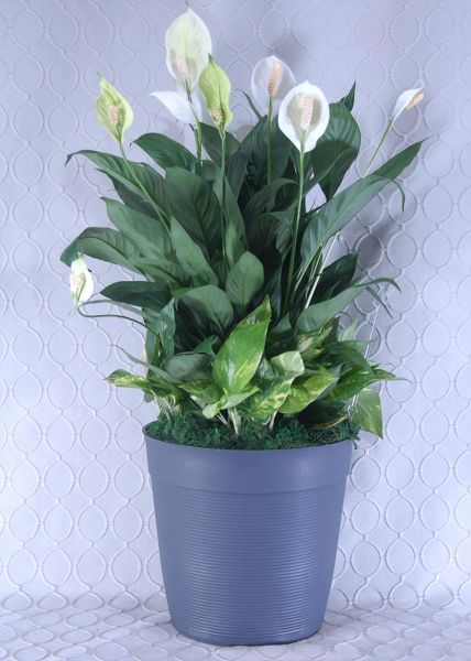 Peace Lily & Pothos  #2698