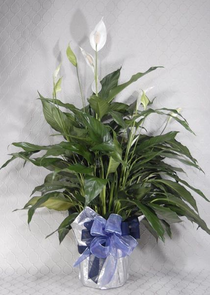 Peace lily #3654
