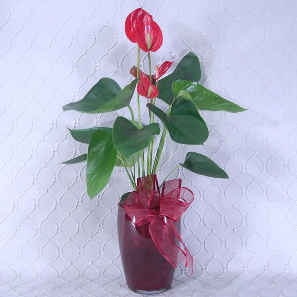 Anthurium Plant #1457