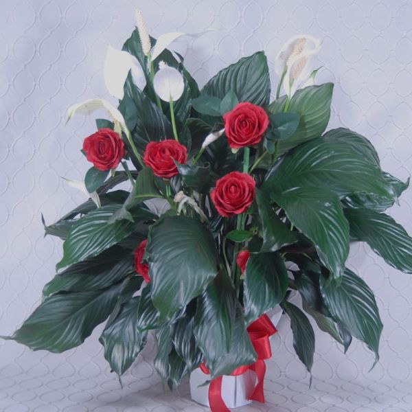 Peace lily Tribute #2934