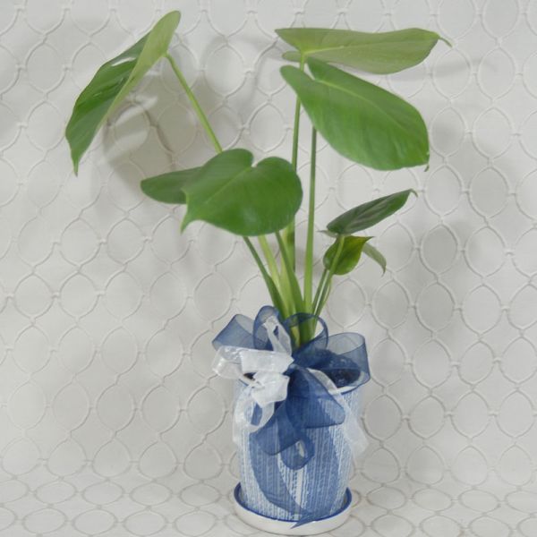 Philodendron Planter #1597