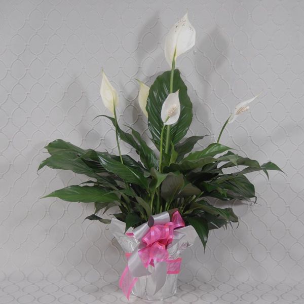 Peace Lily Silver & Pink  RF3526