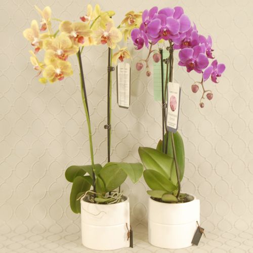 Orchid Plant