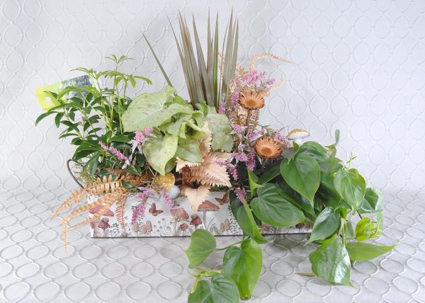 Dish Garden #1359