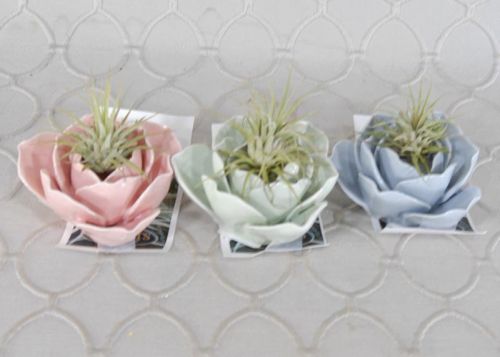 Ceramic Water Lily  with air plant added