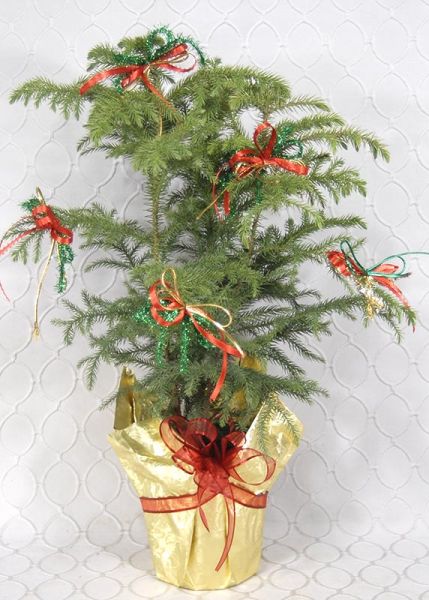 Norfolk Pine  #3655 (Decorated)