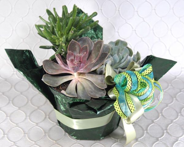 Succulent Garden Combo #3576