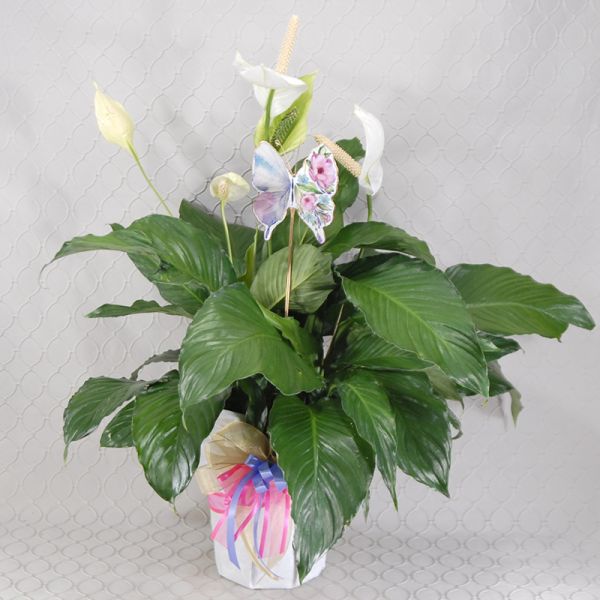 Butterfly Peace Lily 