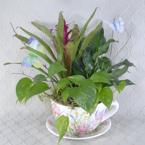 Dish Garden #2632