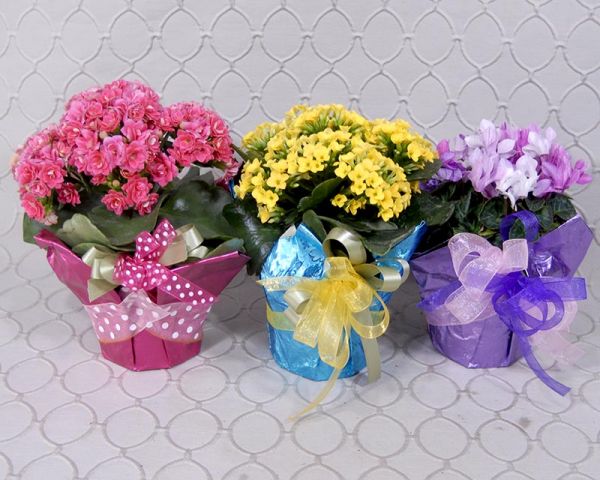 Blooming Plants   #3529