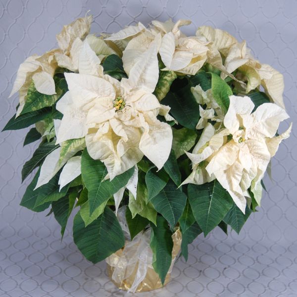 White Poinsettia #2923