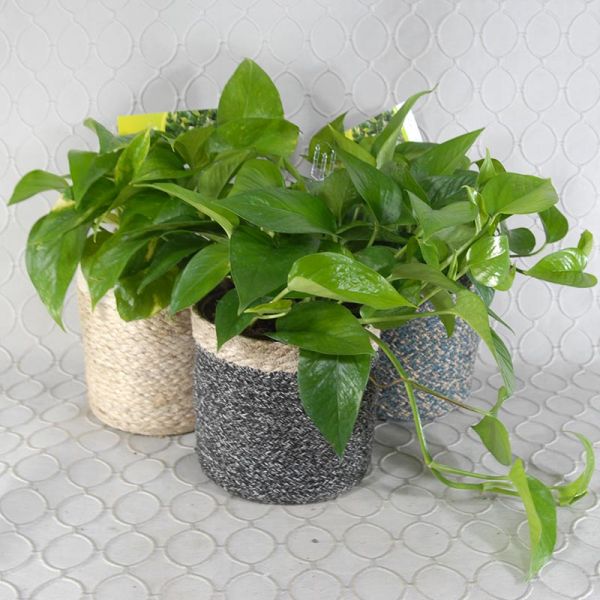 Planter #2791