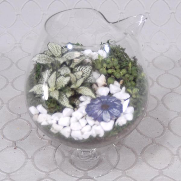 Terrarium #1836