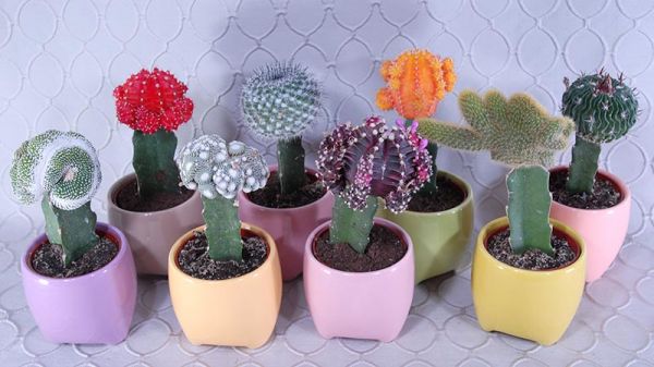 Desert Gem Moon Cactus #RF2839