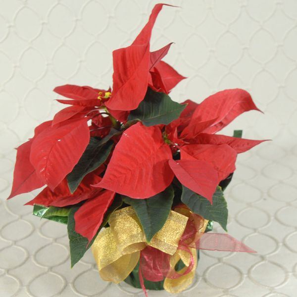 Poinsettia #2140