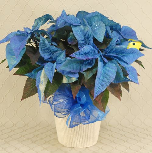 Blue Poinsettia Glitter added