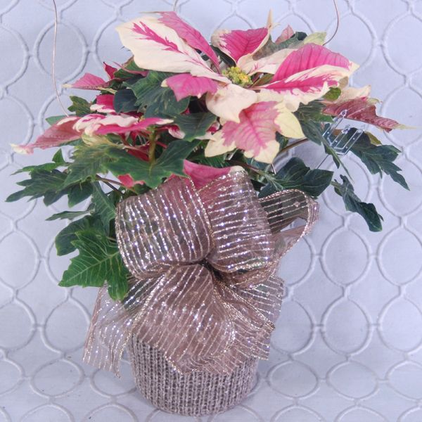 Poinsettia Pink #2903