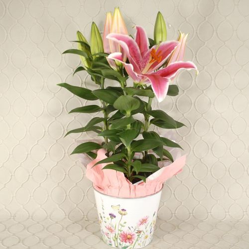 Stargazer lily Plant