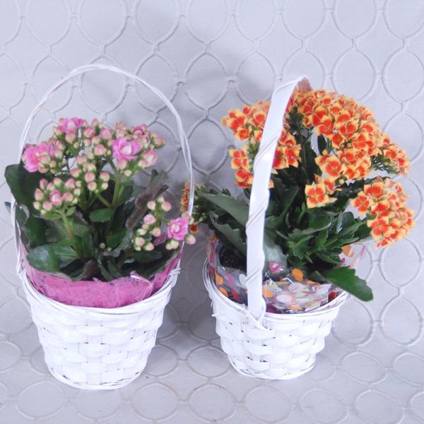 Blooming Plant With Basket 