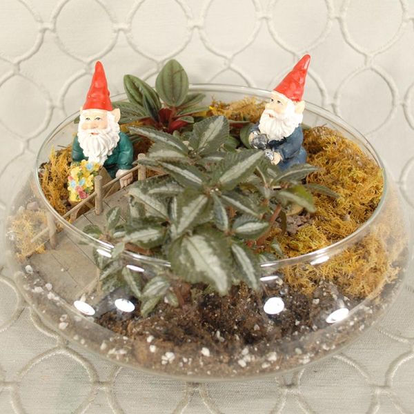 Dish Garden #1313