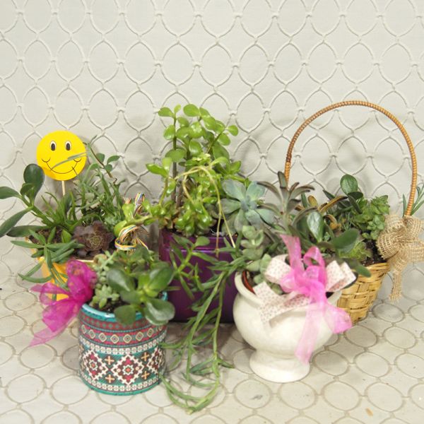 Succulent pot #3634