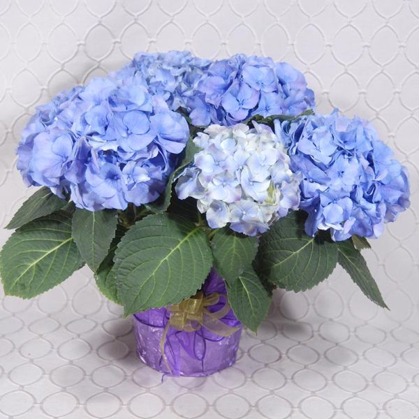 Hydrangea Plant #3563