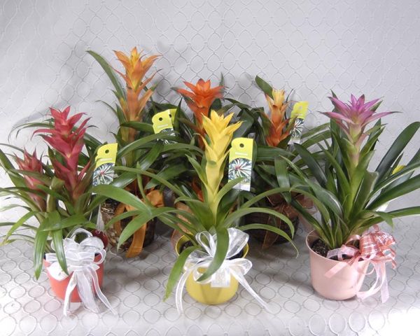 Bromeliad Plant #3651