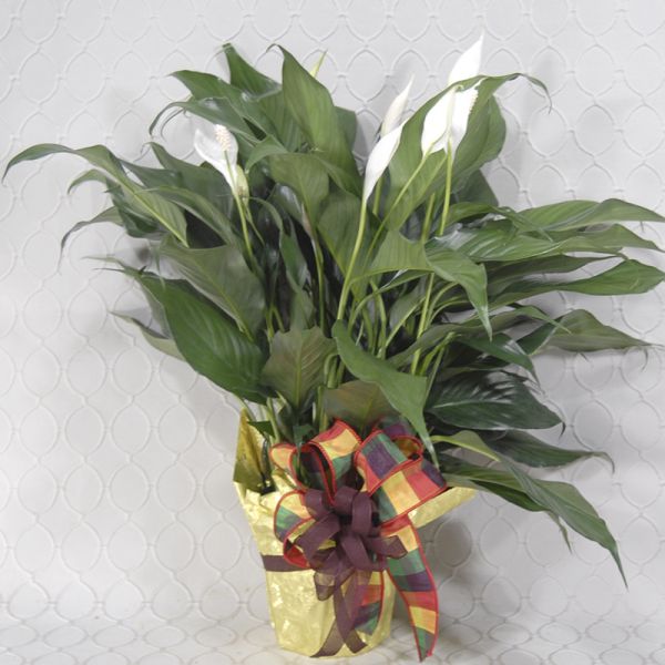 Fall Peace Lily #3639