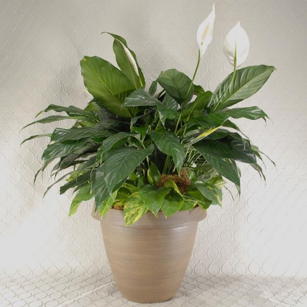 Peace Lily Pot #2697