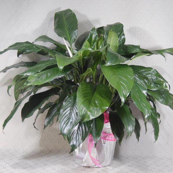 Peace Lily Silver & Pink  RF3527