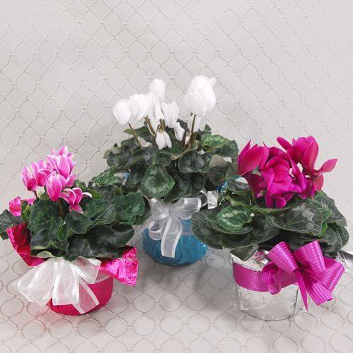 Cyclamen Plant 