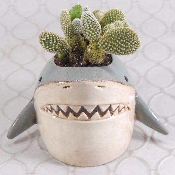 Shark Cactus #944