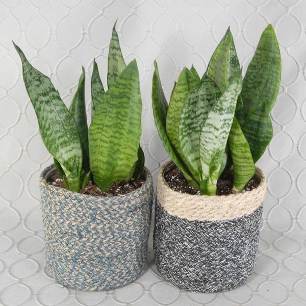 Planter #2790