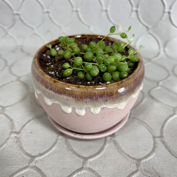 String of Pearls
