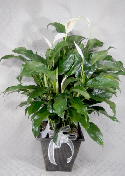 Grand Peace Lily #3607