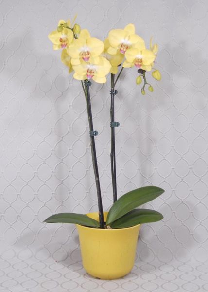 Orchid Plant 1637
