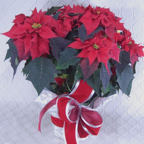 Red Poinsettia #2897