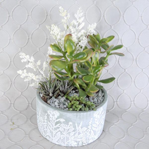 Succulent Garden #2788