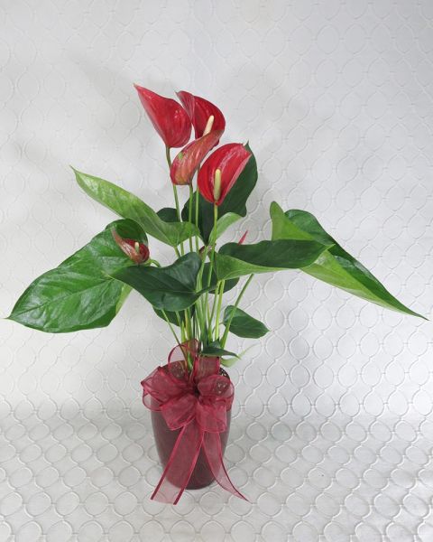 Anthurium Lovable Hearts Flowering Plant #2847