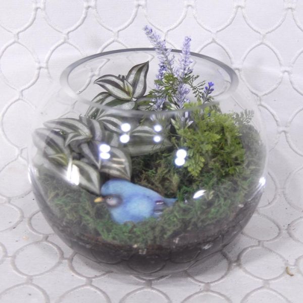 Terrarium #1834