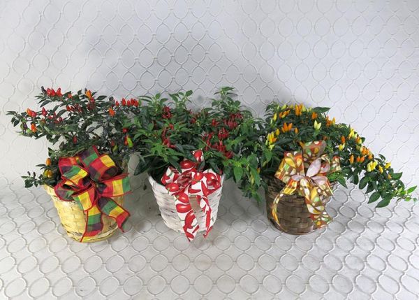 Ornamental Pepper Plant  #2846