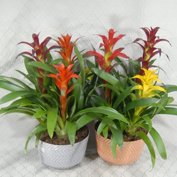Bromeliad Plant #3574