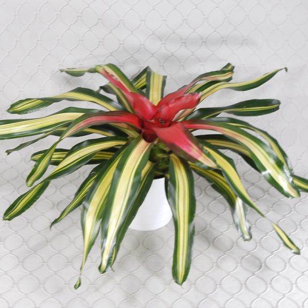 Bromeliad Plant #900