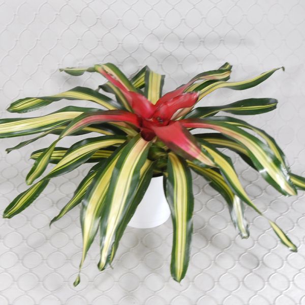 Bromeliad Plant #900