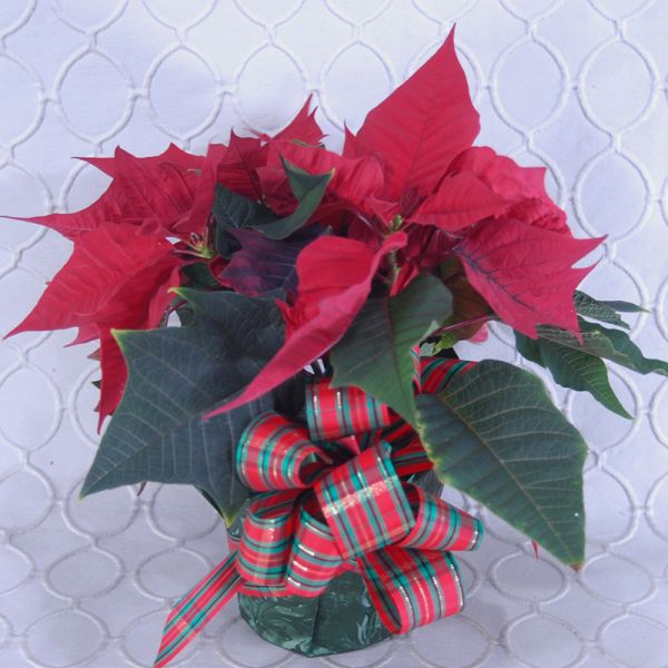 Red Poinsettia  #2888